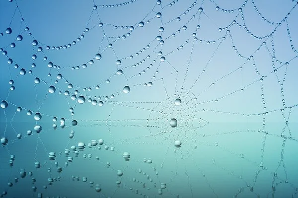 What is a Web Crawler? What is a Web Crawler?